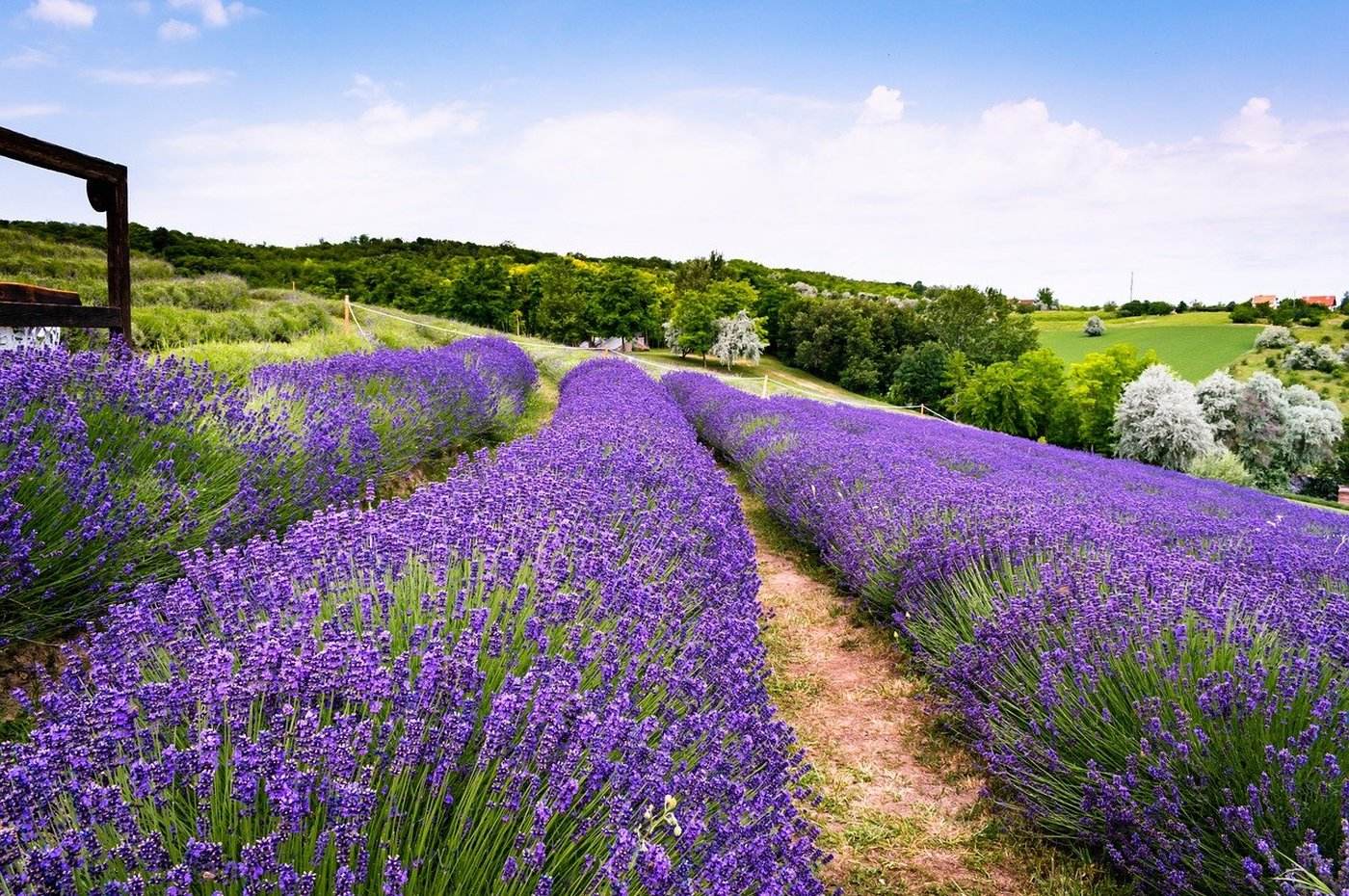 Visit Hungary: Câmpurile de lavandă din Ungaria atrag mii de turişti